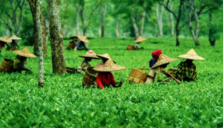assam yatra travels